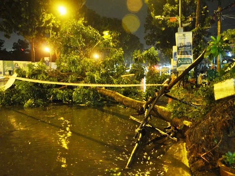 Cây xanh có kích thước khá lớn trong khuôn viên khu căn hộ trên đường Bờ Bao Tân Thắng, quận Tân Phú đổ sập trong cơn mưa.